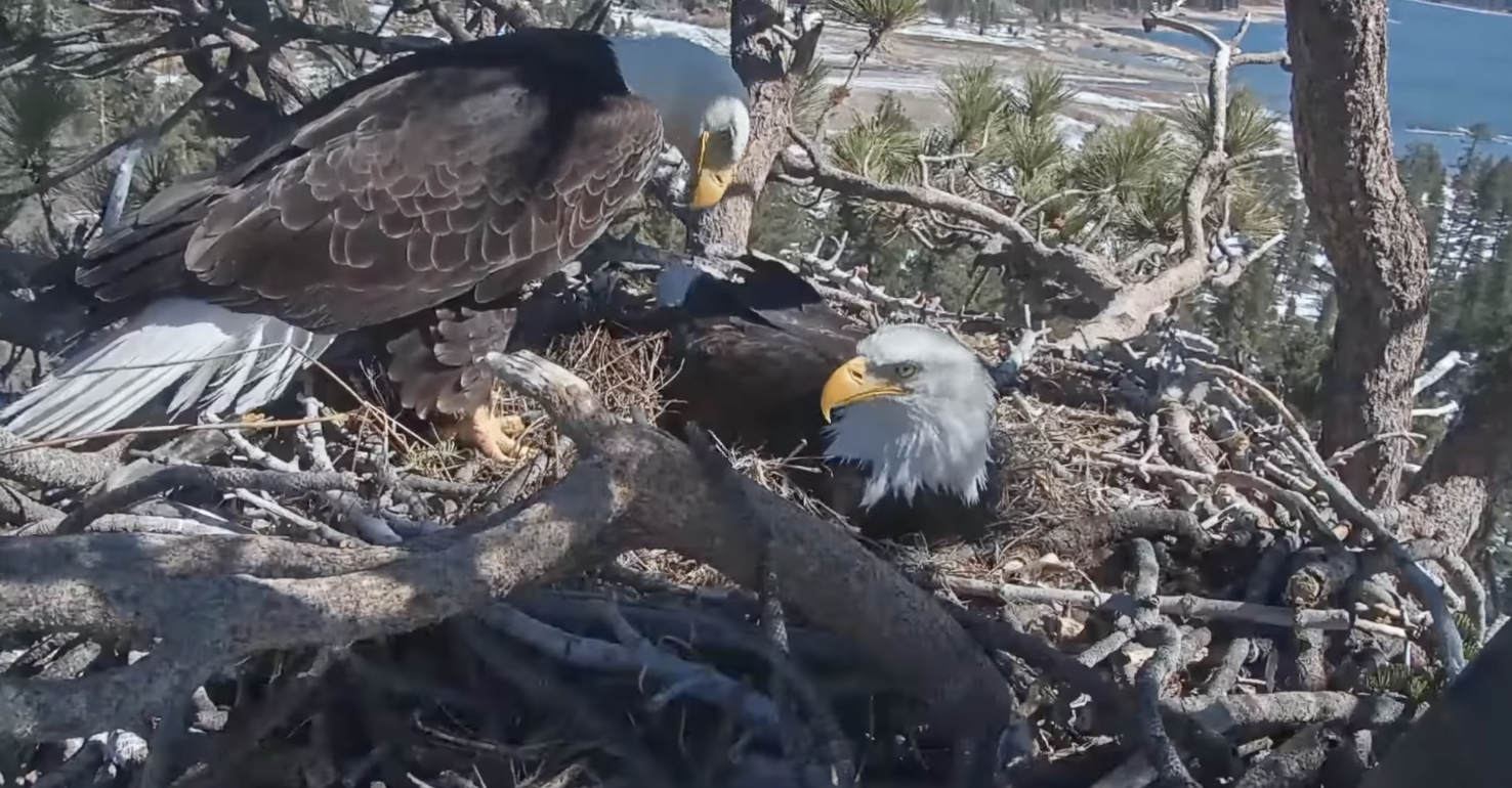 Eagle Camera Origin - Vimarsana News